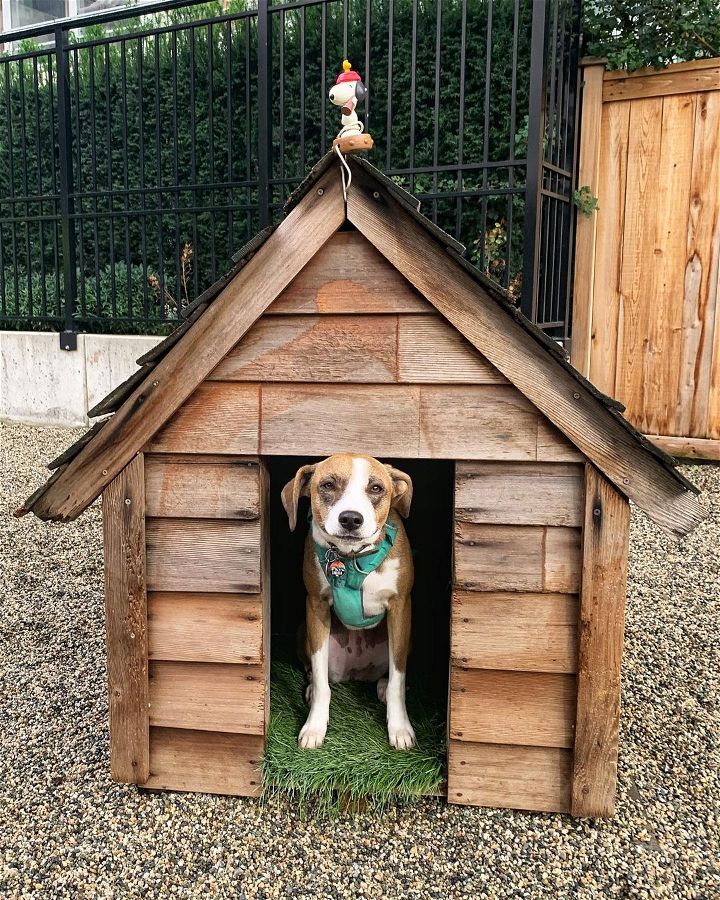 Learn How to Build a DIY Dog House